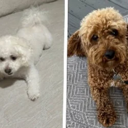 Poochon Puppies
