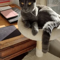 Rare Korat