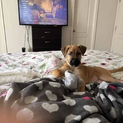 Female German/Lab Mix