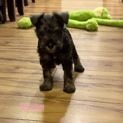 Miniature schnauzers