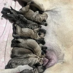 Mastiff Puppies