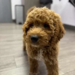 Goldendoodle