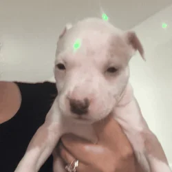 Bully/pit 8wk old male (1) & female (2)