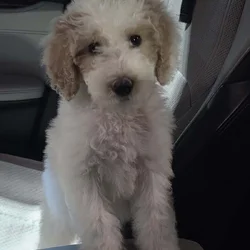 Winnie - 10 Week Old Mini Golden Doodle