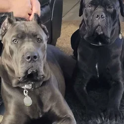 Cane Corso Puppies due around Thansgiving