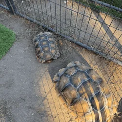 Sulcata tortoise