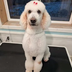 Pet Care Provider