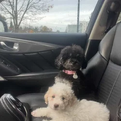 Mini poodle pup