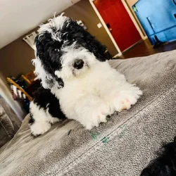 Doug the Sheepadoodle