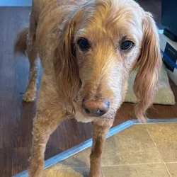 Free Dog