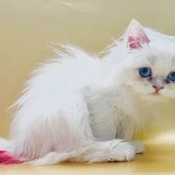 Silver chinchilla British longhair male