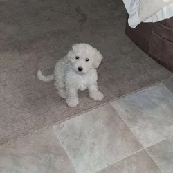 Miniature golden doodle puppy