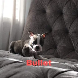 8 Boston Terrier Puppies