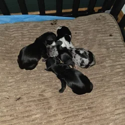 Dauchund Puppies