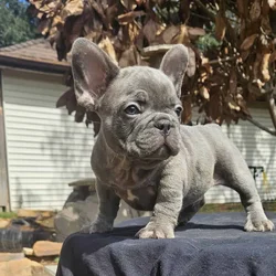 French Bulldog male