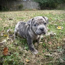 Maverick (Champion Bloodline)