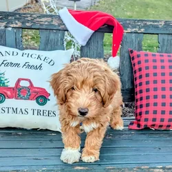 Mini aussiedoodle puppies