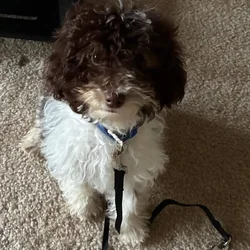 Adorable 4-Month-Old Cavapoo Puppy – Choc&White