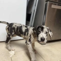 Merle Dane puppy