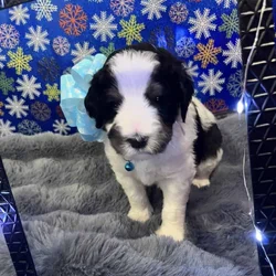 Bernedoodle light blue