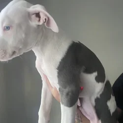 Puppy for sake
