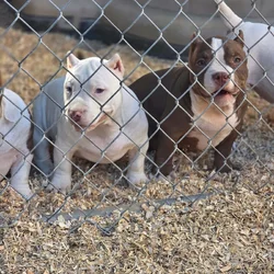 American bully puppys