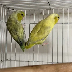 Parrotlets