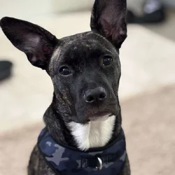 6 month old sweetheart