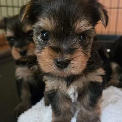 Tiny Yorkie Puppies - Female and Male Availabile