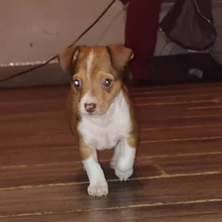 Chihuahua puppy