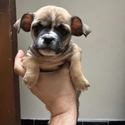 Chihuahua mix english bulldog