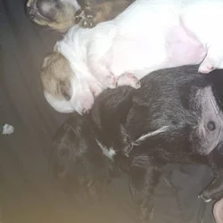 Jack Chi pups