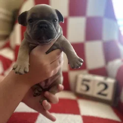 French Bulldog puppies