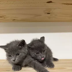 Russian blue fall/winter 2025