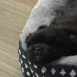9 week old shichon