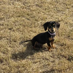 Mini Dachshund