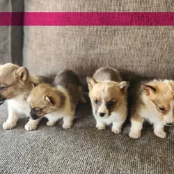 Corgi Puppies