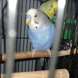 4 Dark blue friendly male budgies (35 ea.)