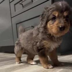 Bernedoodle pups