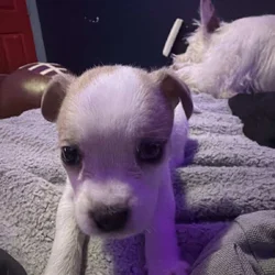 maltese French bulldog mix with something else
