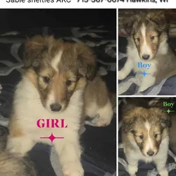 Sheltie puppies