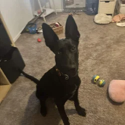 6 month old Puppy