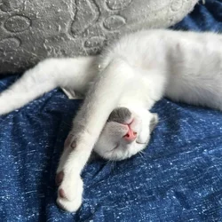 Cuddly Male Cat Needs Loving Home