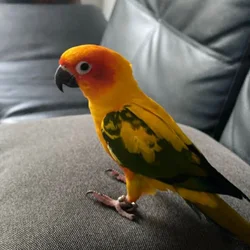 Re-home - Conures Colorful