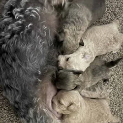 Puppies for sale