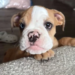 English bull dog