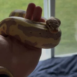 Ball Python (Setup Included)
