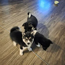 Shiba Inu puppies