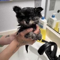 Pom puppy ready for forever home!