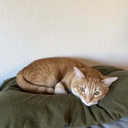 Rehoming Linda